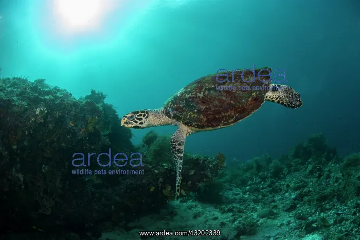: Hawksbill Turtle - with sun in background - Waltons : Hawksbill Turtle - with sun in background - Waltons