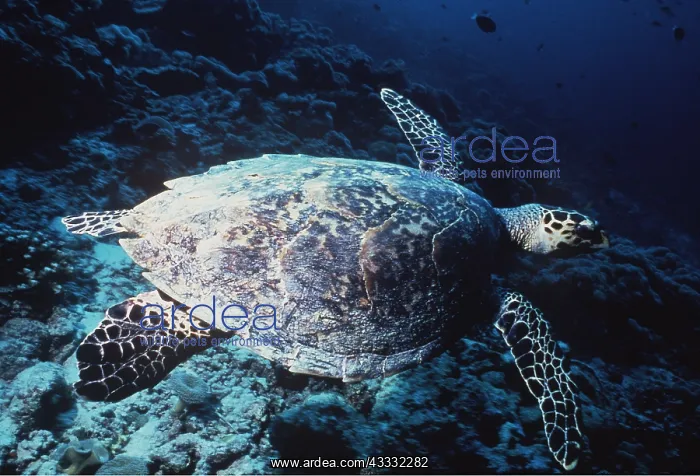 : HAWKSBILL TURTLE - swimming : HAWKSBILL TURTLE - swimming
