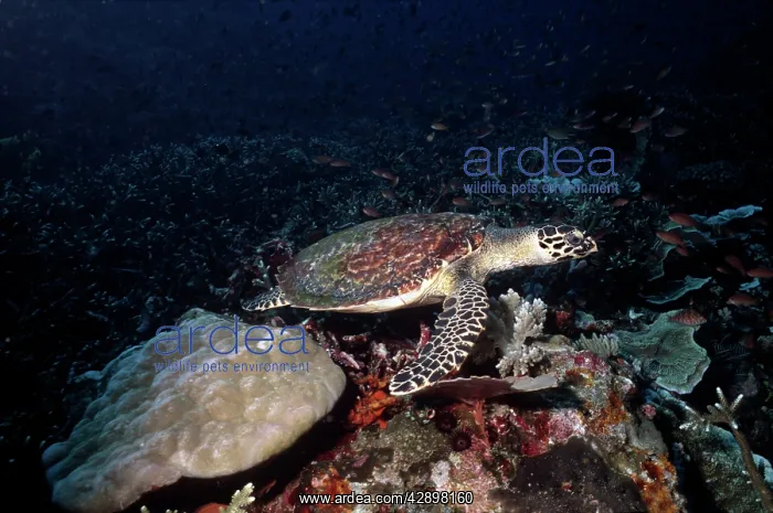 : Hawksbill TURTLE - swimming across coral reef : Hawksbill TURTLE - swimming across coral reef