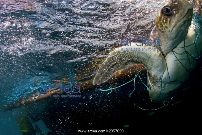 : Hawksbill Turtle - trapped in a fishing net : Hawksbill Turtle - trapped in a fishing net