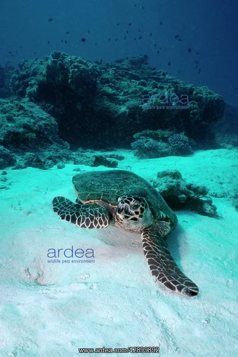 : Hawksbill Turtle - Turtles can be inquisitive and : Hawksbill Turtle - Turtles can be inquisitive and