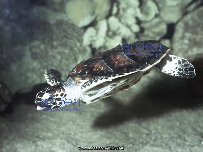 : HAWKSBILL TURTLE - underwater : HAWKSBILL TURTLE - underwater