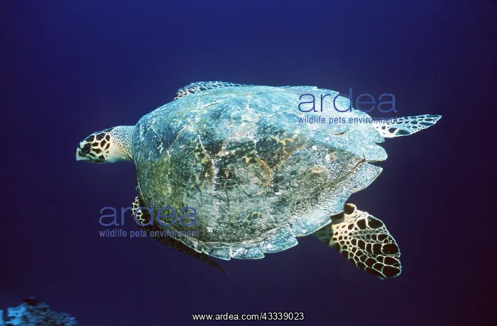 : HAWKSBILL TURTLE - UNDERWATER : HAWKSBILL TURTLE - UNDERWATER