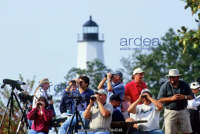 : Hawkwatchers - at Lighthouse Point : Hawkwatchers - at Lighthouse Point
