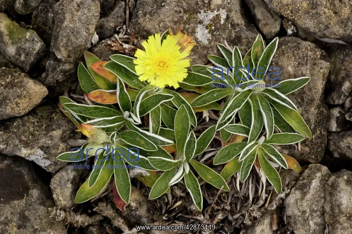 : A hawkweed : A hawkweed