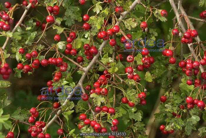  : Haws on Common Hawthorn autumn