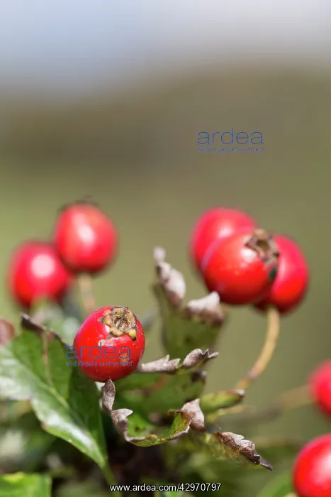 : Haws - Hawthorn Berries - Autumn : Haws - Hawthorn Berries - Autumn