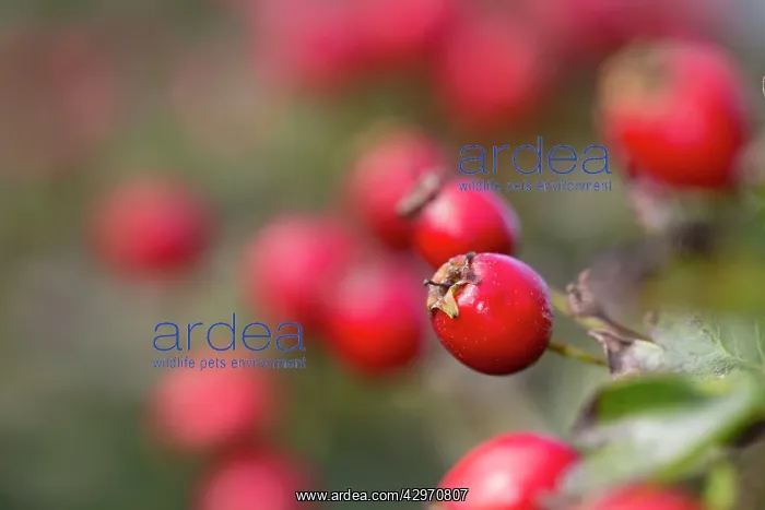 : Haws - Hawthorn Berries - Autumn : Haws - Hawthorn Berries - Autumn