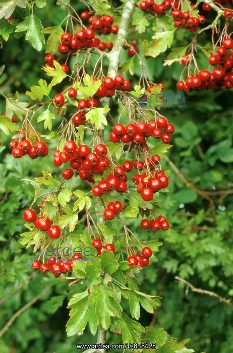 : Hawthorn (Crataegus monogyna). Heavily covered with Haws, Dorset, UK : Hawthorn (Crataegus monogyna). Heavily covered with Haws, Dorset, UK