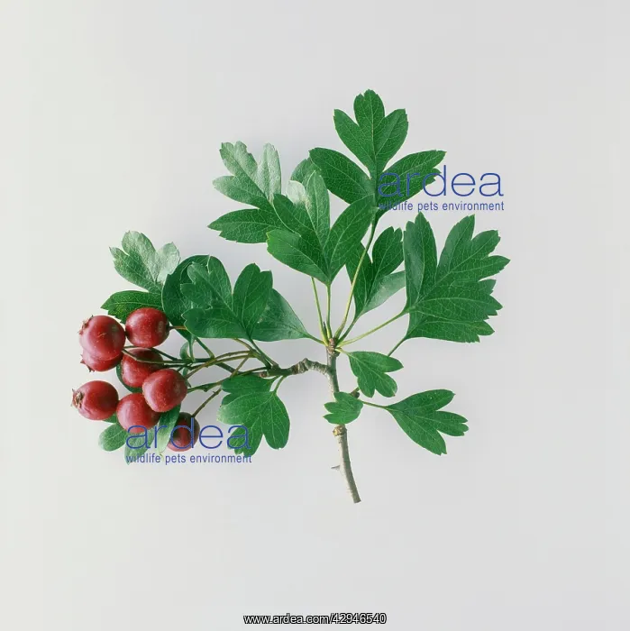 : Hawthorn, Crataegus : Hawthorn, Crataegus