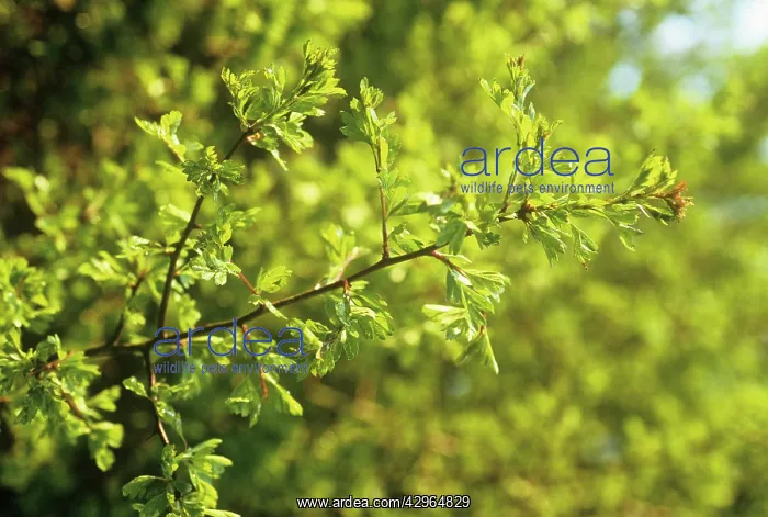 : Hawthorn, Crataegus : Hawthorn, Crataegus