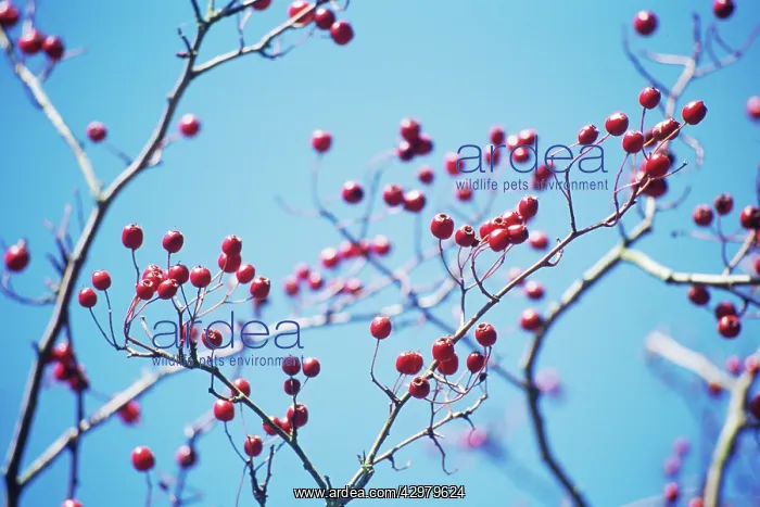 : Hawthorn, Crataegus : Hawthorn, Crataegus