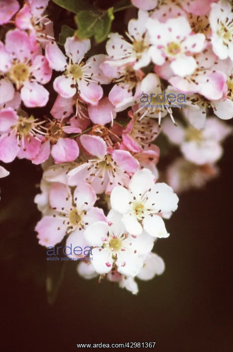  : Hawthorn, Crataegus