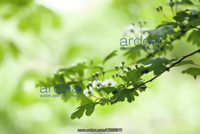 : Hawthorn, Crataegus : Hawthorn, Crataegus