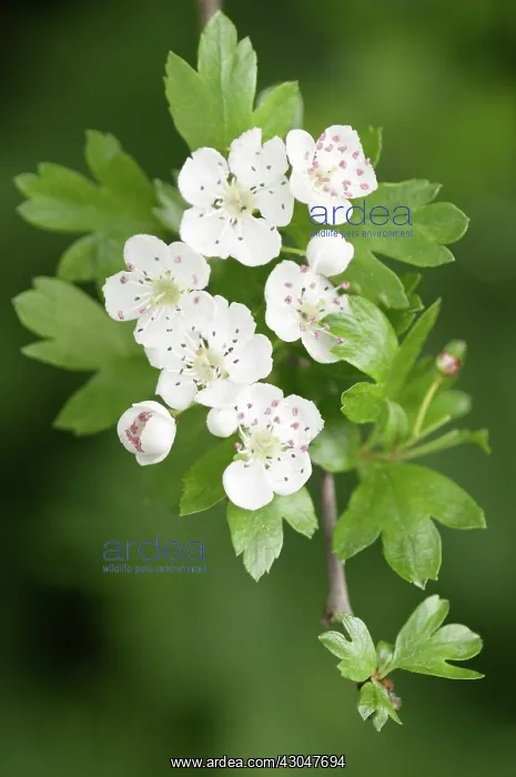 : Hawthorn, Crataegus : Hawthorn, Crataegus