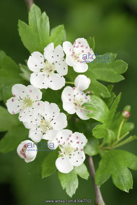  : Hawthorn, Crataegus