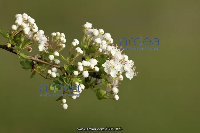 : Hawthorn, Crataegus : Hawthorn, Crataegus