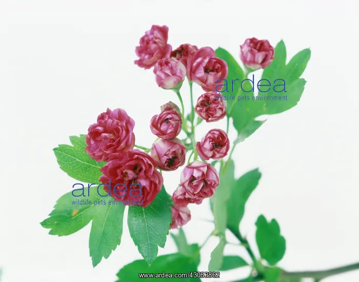 : Hawthorn, Crataegus laevigata Paul's Scarlet : Hawthorn, Crataegus laevigata Paul's Scarlet