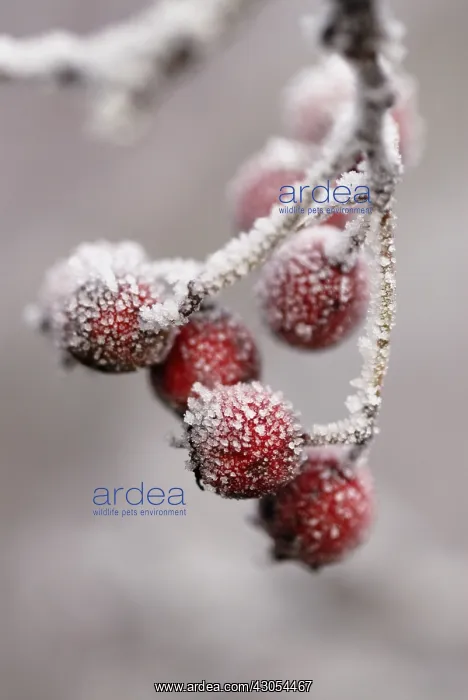 : Hawthorn, Crataegus monogyna : Hawthorn, Crataegus monogyna