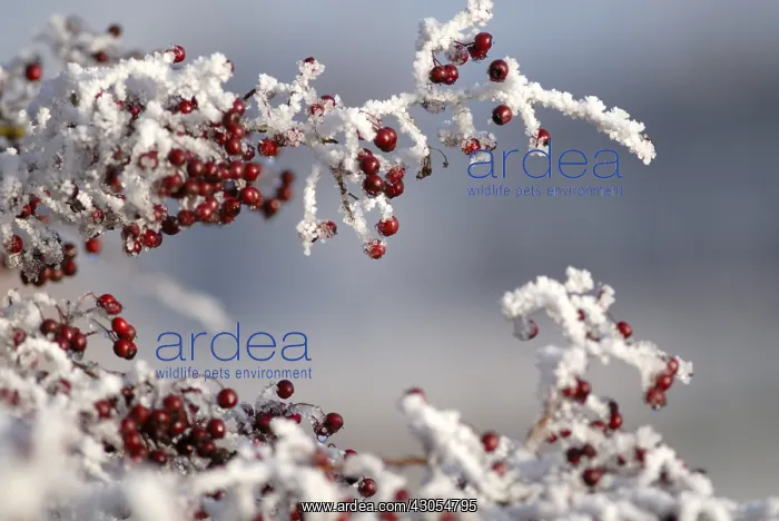 : Hawthorn, Crataegus monogyna : Hawthorn, Crataegus monogyna