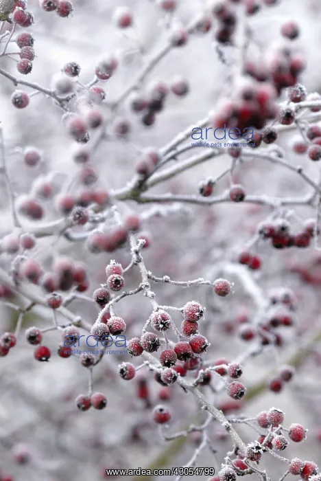 : Hawthorn, Crataegus monogyna : Hawthorn, Crataegus monogyna