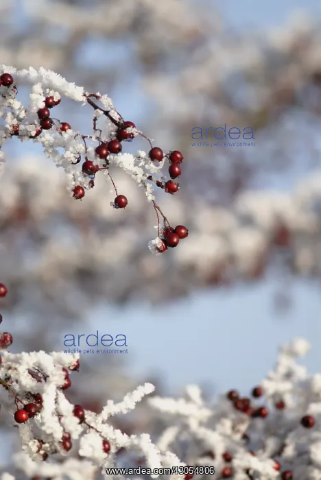 : Hawthorn, Crataegus monogyna : Hawthorn, Crataegus monogyna