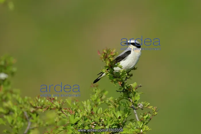 : Hawthorn. Northern Wheatear male (Oenanthe oenanthe) perched in Hawthorn (Crataegus sp) : Hawthorn. Northern Wheatear male (Oenanthe oenanthe) perched in Hawthorn (Crataegus sp)