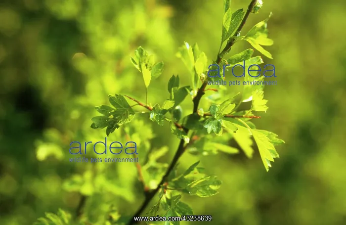 : Hawthorn, Crataegus monogyna : Hawthorn, Crataegus monogyna