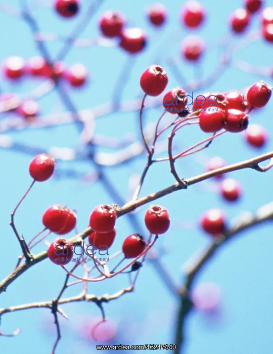 : Hawthorn, Crataegus laevigata : Hawthorn, Crataegus laevigata