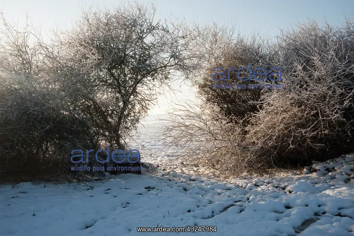 : Hawthorn, Crataegus monogyna : Hawthorn, Crataegus monogyna
