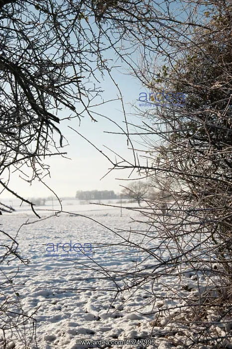 : Hawthorn, Crataegus monogyna : Hawthorn, Crataegus monogyna