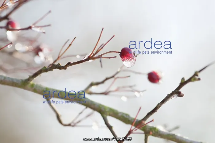 : Hawthorn, Crataegus monogyna : Hawthorn, Crataegus monogyna