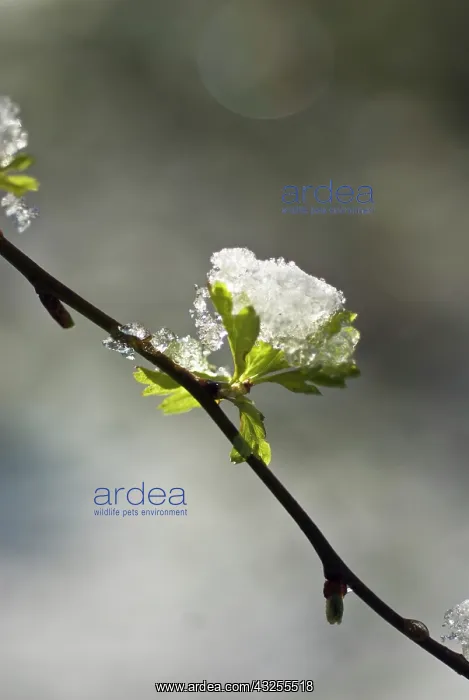 : Hawthorn, Crataegus : Hawthorn, Crataegus