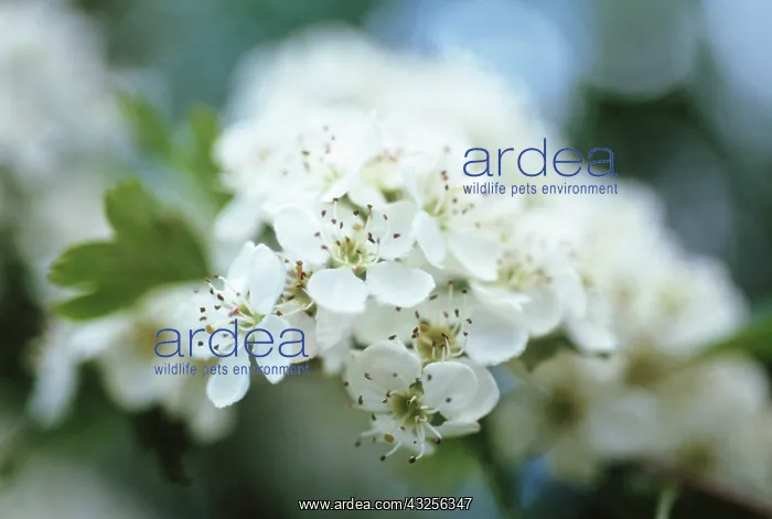: Hawthorn, Crataegus monogyna : Hawthorn, Crataegus monogyna