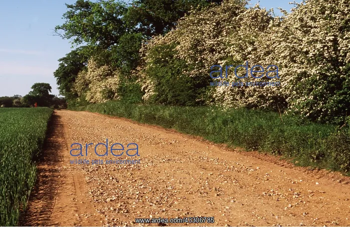 : HAWTHORN : HAWTHORN