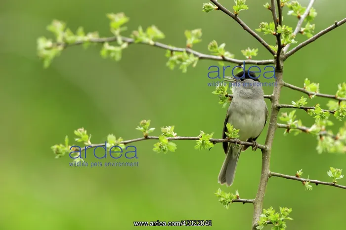 : Hawthorn. Blackcap (Sylvia atricapilla) singing from a Howthorn (Crataegus sp) : Hawthorn. Blackcap (Sylvia atricapilla) singing from a Howthorn (Crataegus sp)