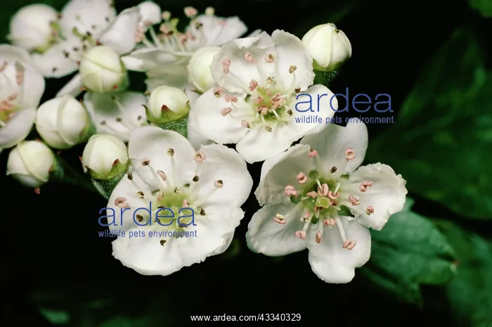  : HAWTHORN (Crataegus monogyna)