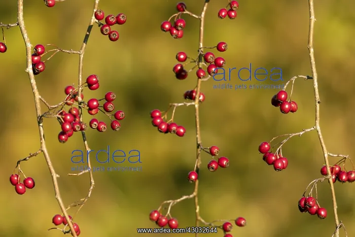  : Hawthorn Berries - Cornwall - UK