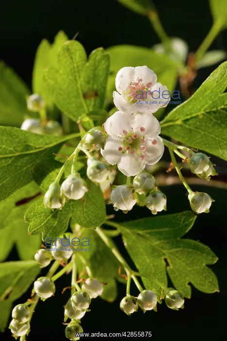: Hawthorn blooming : Hawthorn blooming