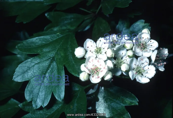 : HAWTHORN BLOSSOM : HAWTHORN BLOSSOM
