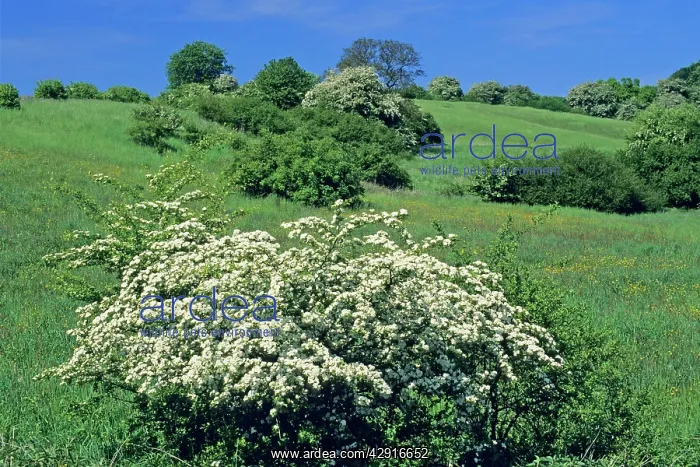 : Hawthorn Blossom - flowering in open hedge landscape : Hawthorn Blossom - flowering in open hedge landscape