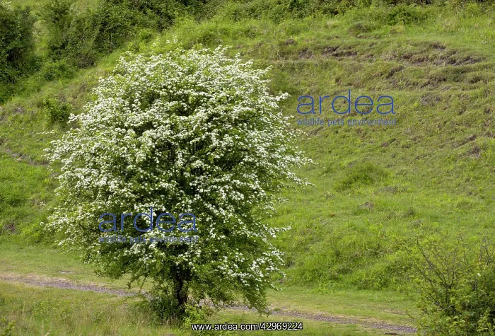 : Hawthorn bush - in full flower in spring : Hawthorn bush - in full flower in spring