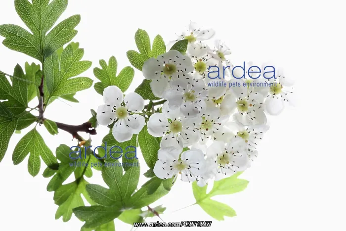 : Hawthorn, Crataegus cultivar, Green subject, White : Hawthorn, Crataegus cultivar, Green subject, White
