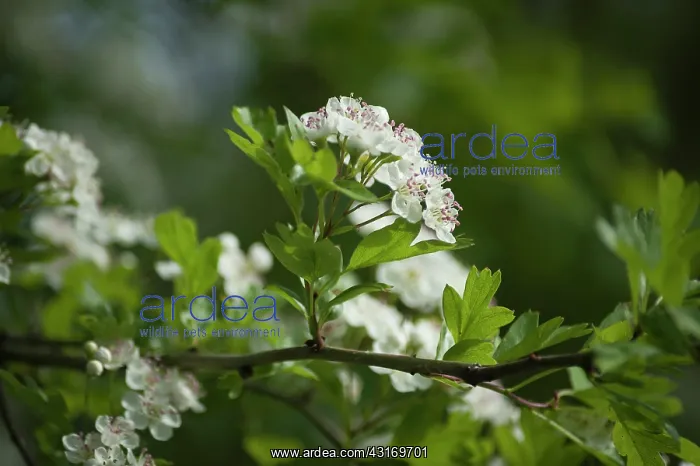 : Hawthorn, Crataegus laevigata, twig with sprigs of blossom s : Hawthorn, Crataegus laevigata, twig with sprigs of blossom s