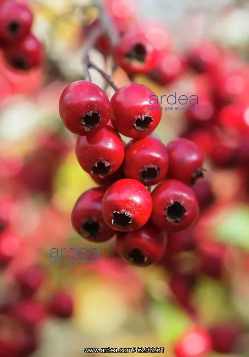  : Hawthorn, Crataegus monogyna, Red subject