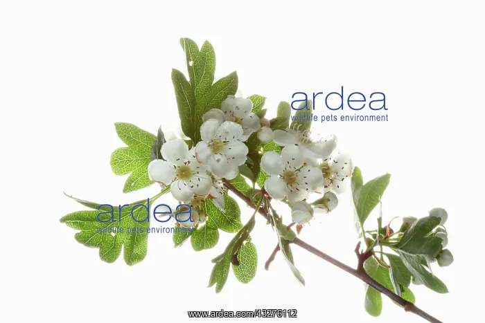 : Hawthorn, Crataegus monogyna, White subject : Hawthorn, Crataegus monogyna, White subject