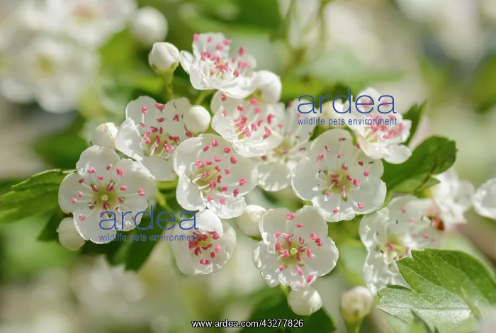 : Hawthorn, Crataegus monogyna, White subject : Hawthorn, Crataegus monogyna, White subject
