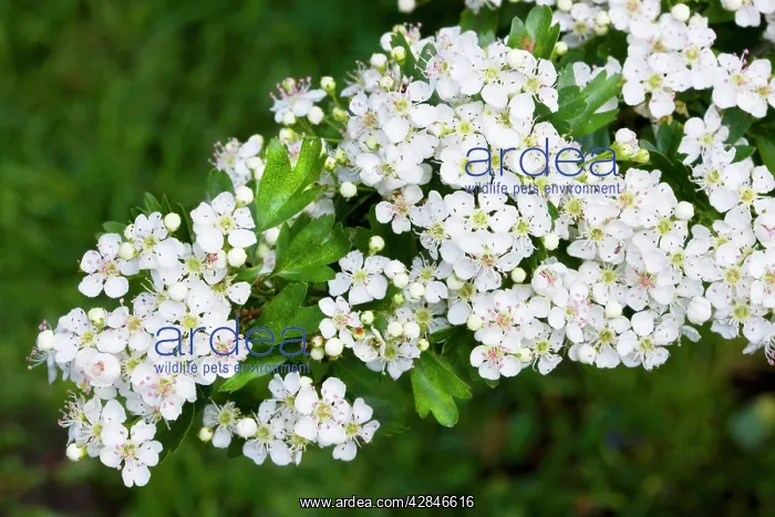 : Hawthorn - flowers : Hawthorn - flowers