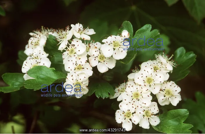 : HAWTHORN - flowers : HAWTHORN - flowers