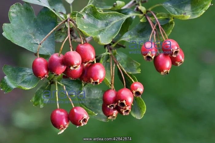 : Hawthorn with fruit : Hawthorn with fruit